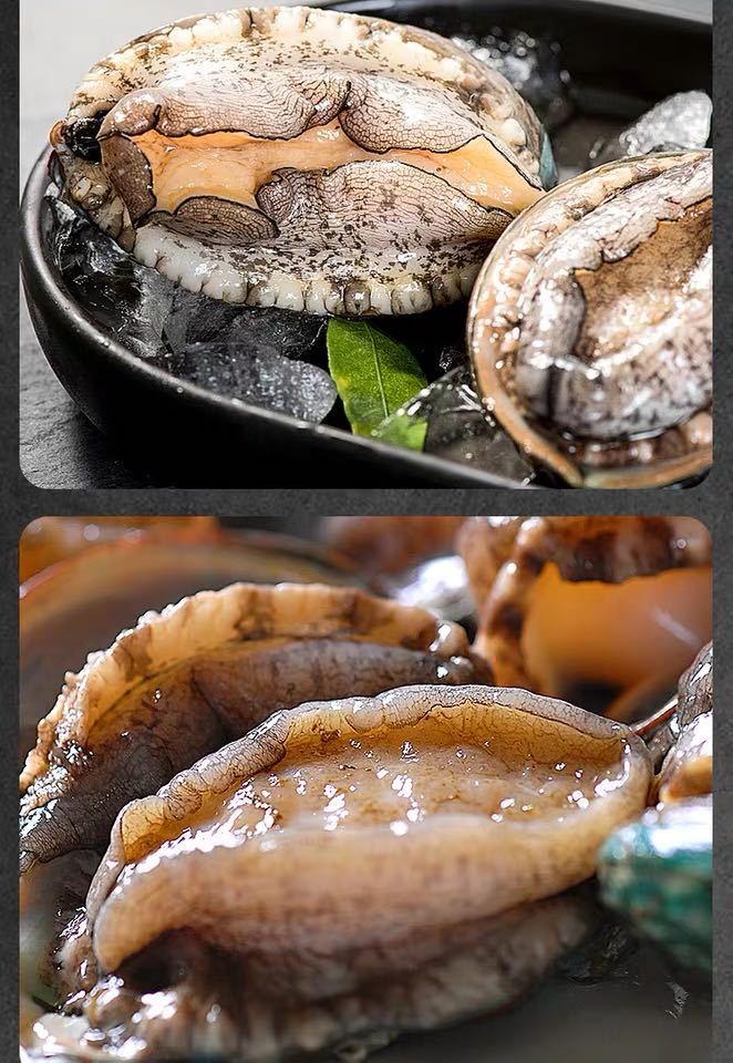 老扣 青岛鲜活鲍鱼5-22头 青岛现捕鲜活鲍鱼九孔鲍鱼鲍鱼【保鲜送达】