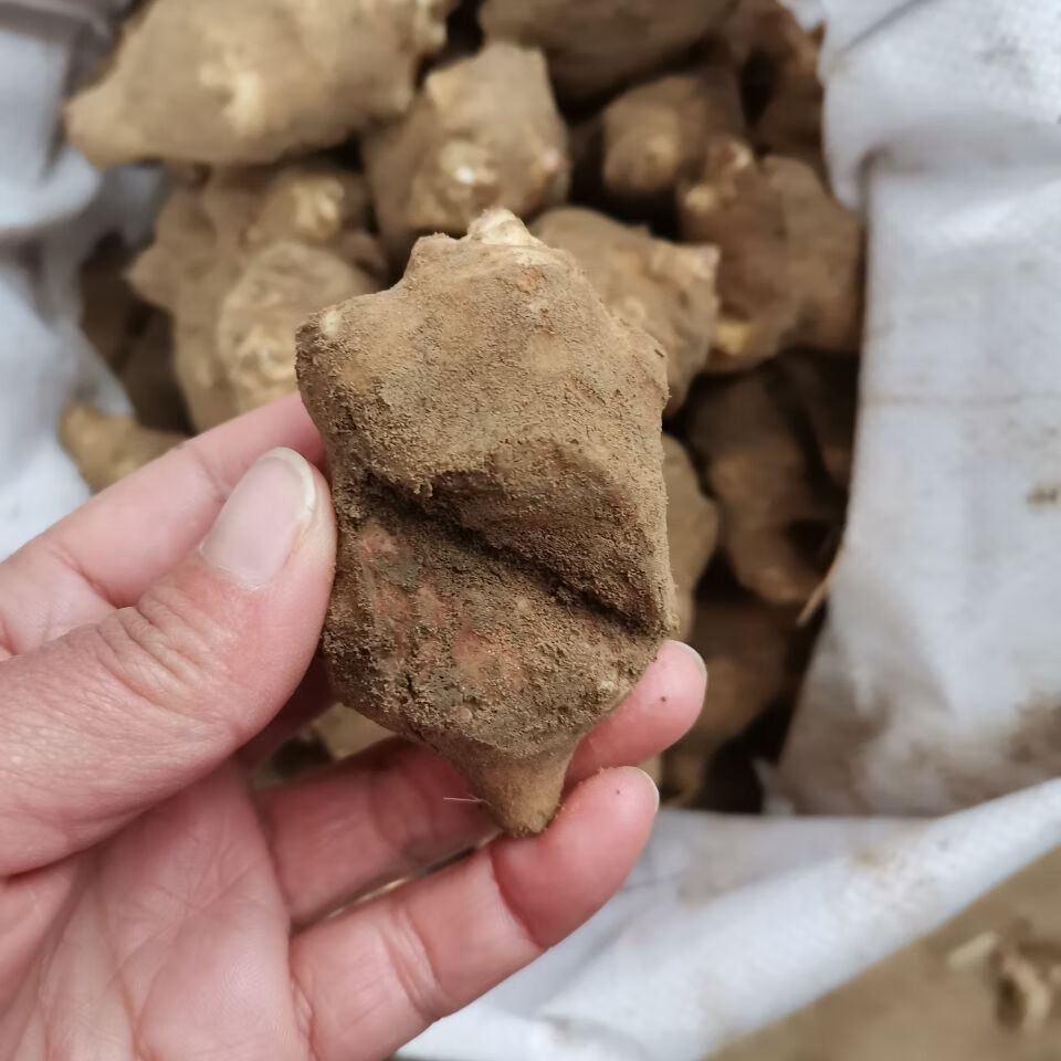 新鲜洋姜种子1斤/3斤/5斤发芽种植鬼子姜菊芋头地姜菜姜洋姜种子 10斤