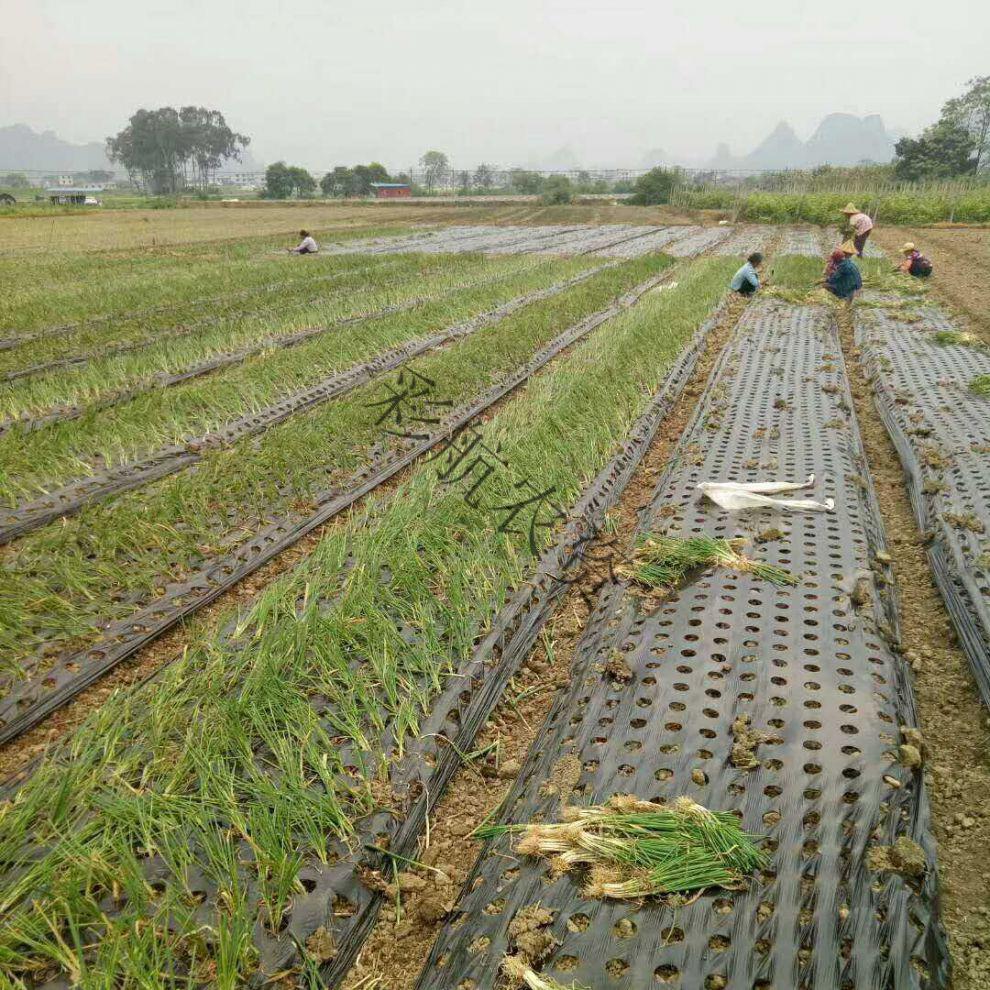 农用地膜农业薄膜葱洋葱专用黑色打孔地膜8孔12孔15米宽15米款9孔加厚