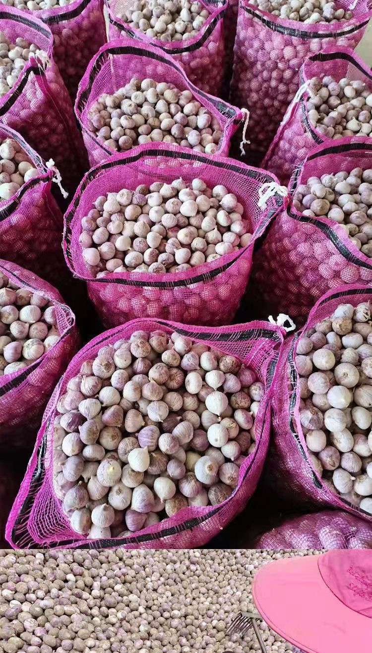 云南新鲜现挖独头蒜紫皮蒜独头蒜鲜大蒜头独头红蒜香蒜紫皮新鲜独蒜特
