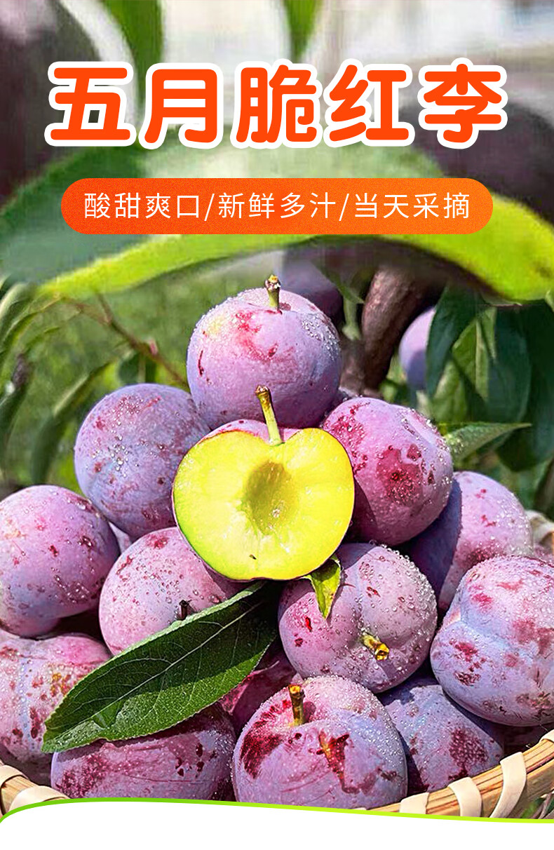 采缇 正宗四川五月脆红李子5斤新鲜时令水果孕妇应当季青脆李脱骨李