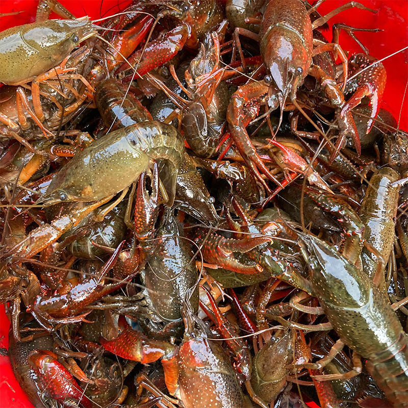 湖北潜江小龙虾产地现起鲜活虾现剥去虾线生龙虾尾顺丰空运234钱活虾