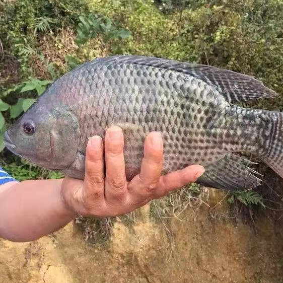 当天现杀海鲜淡水罗非鱼福寿鱼新鲜速冻活鱼烧烤鱼酸菜鱼片锦蜜姬饭店