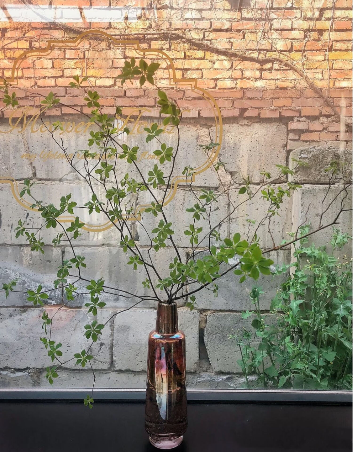 进口日本吊钟植物鲜切枝树鲜花江浙沪两件家用办公室插花 吊钟一支120