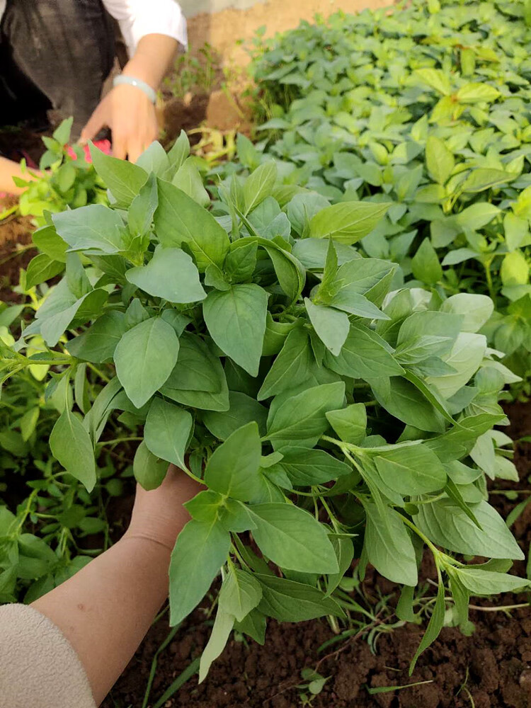 【顺丰速发】荆芥菜 河南新鲜荆芥菜1/4斤装大叶荆菜调味菜现摘发货