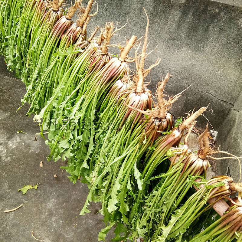 新鲜蒲公英带根鲜婆婆丁菜现挖现发500克件野菜全棵泡水外敷500g