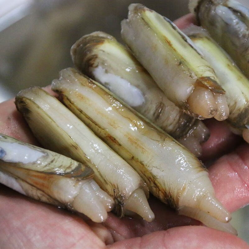 锦蜜姬 蛏子鲜活海鲜水产青岛无沙大竹节蛏活小竹蛏王特大贝类贝壳类