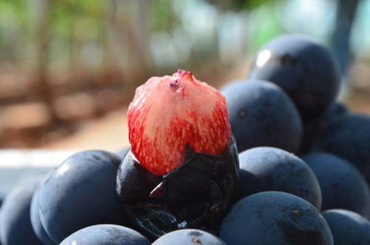 现摘云南建水夏黑葡萄核整串黑蜜葡萄黑加仑新鲜水果1斤整串