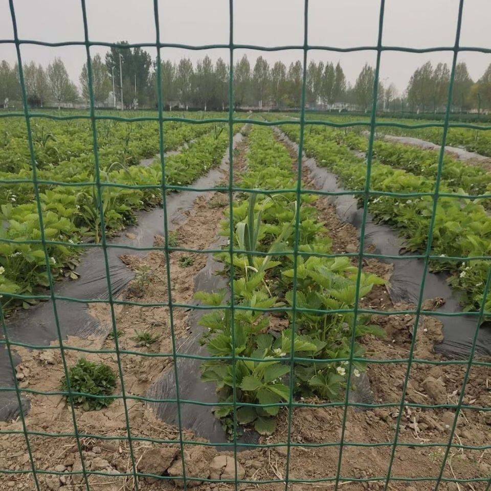 养殖网果园圈地家用硬塑铁丝网围栏小孔网格拦鸡网栅