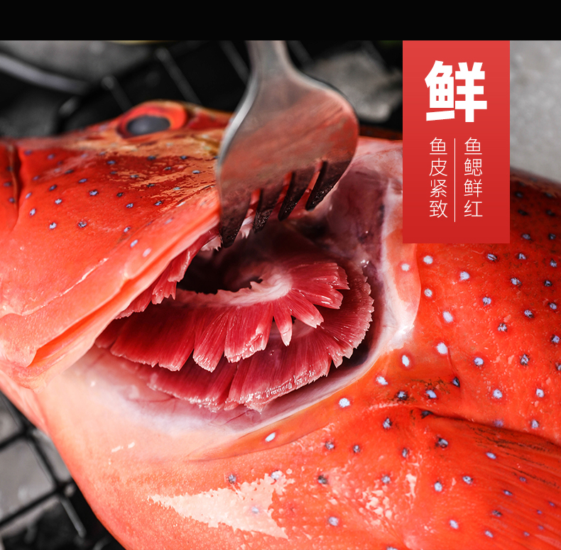 东星斑石斑鱼新鲜活冷冻海钓深海鱼燕尾斑125斤海鲜水产