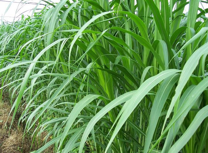新型皇竹草甜象草种节 甜象草种子紫色多年生四季牧草芽 新型皇竹草50