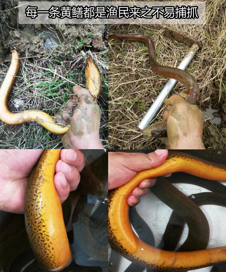 洪泽湖ye生野黄鳝/长鱼/鳝鱼 鲜活现杀野生黄鳝活体长鱼鳝鱼黄鳝鱼(净