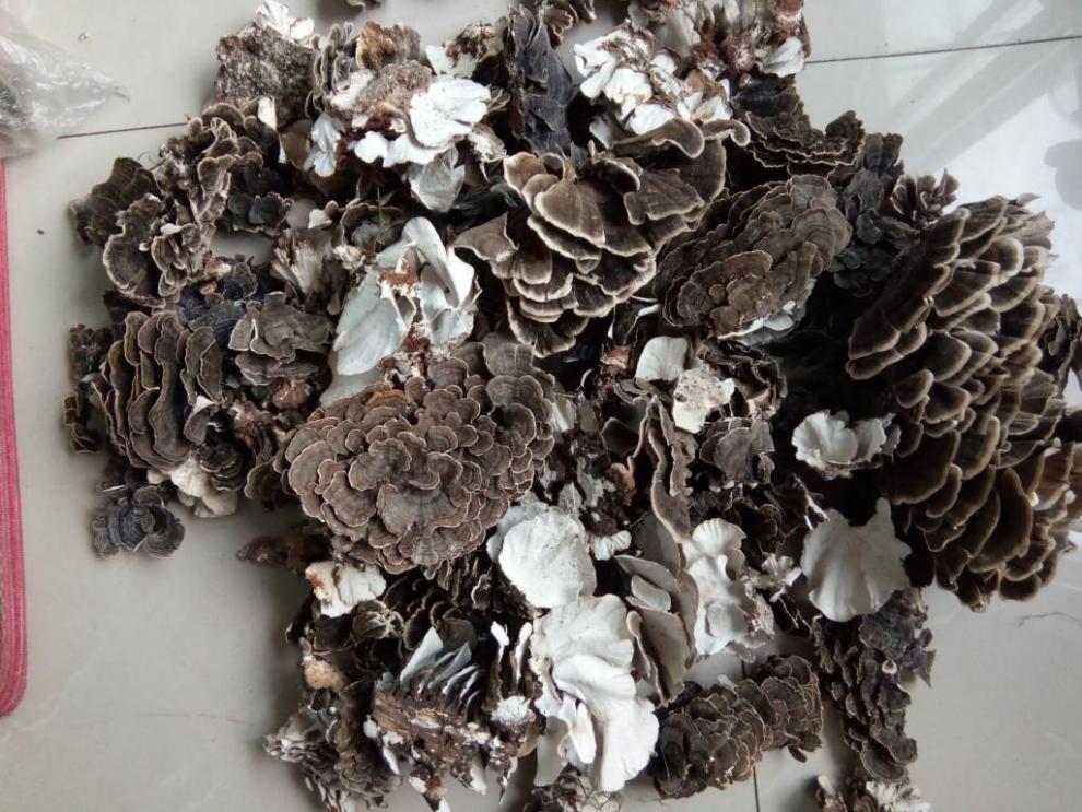 康中尊长白山野生云芝 黄云芝 云芝野生 白底新货 云灵芝 云芝500克