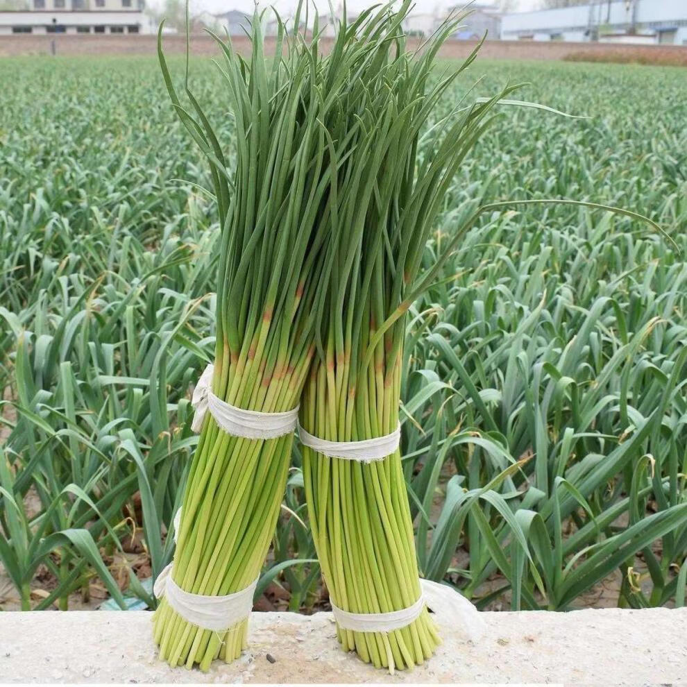 新鲜蒜苔新鲜嫩蒜薹批发蒜薹短蒜苔鲜蒜苔苔3斤鲜嫩蒜薹