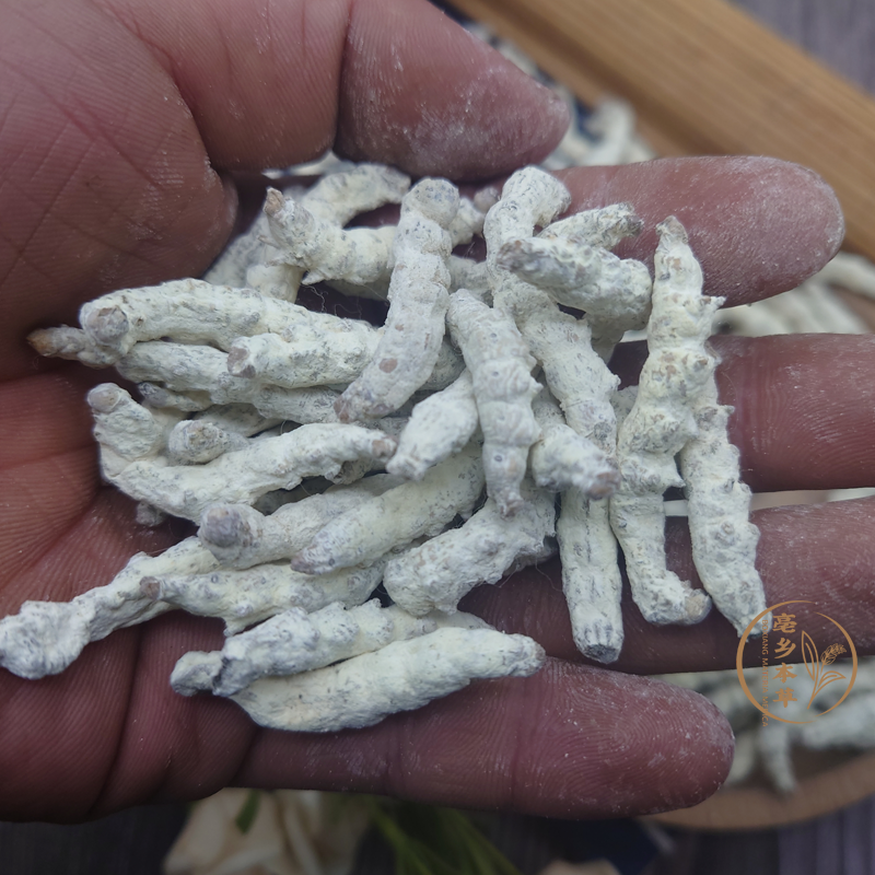 北京同仁堂正宗云南优选白僵蚕500g自然感染白僵菌天虫白僵蚕个新货僵