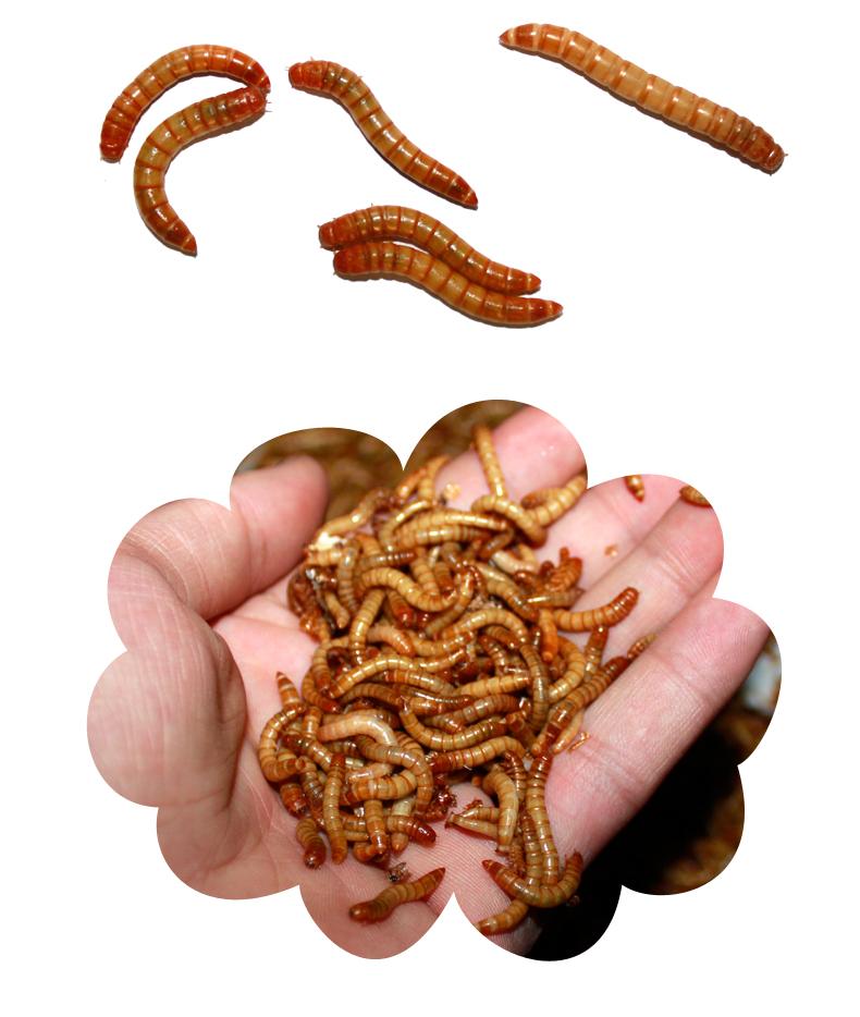 [京东推荐]面包虫活虫虫干蜥蜴守宫爬宠鱼鸟食物乌龟饲料活体面面