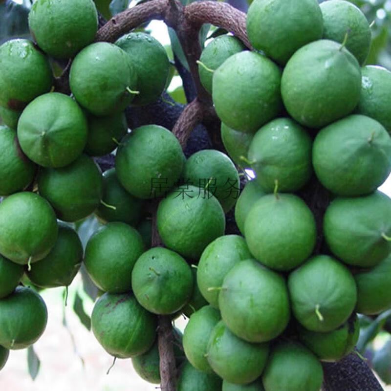 新鲜生夏威夷果自产原味干果坚果特产零食 脱皮坚果果1斤(3斤1斤)