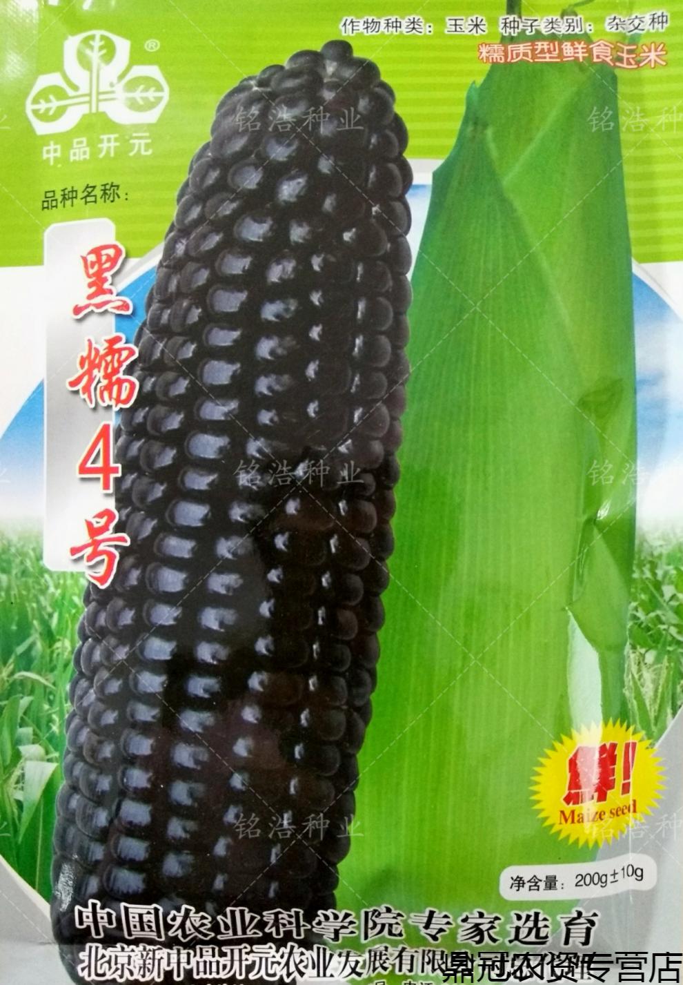 春枝韵黑糯玉米种子高产四季香甜春夏秋季糯玉米籽黑珍珠黑骑士糯玉米