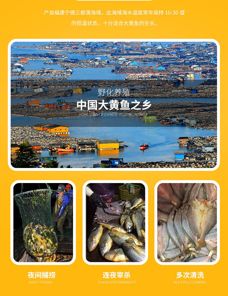 福建宁德黄花鱼大黄鱼黄鱼鲞新鲜冷冻批发海鲜鲜活干货生鲜顺鑫贝5头