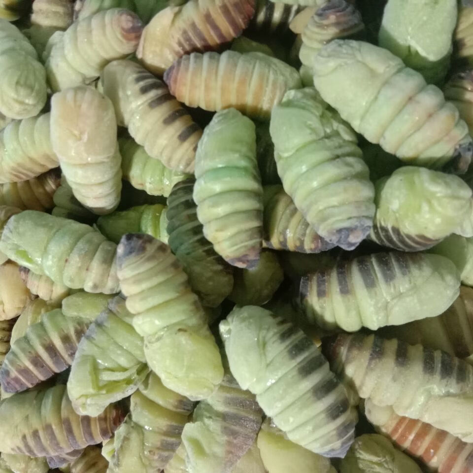 蚕蛹(蚕蛹是什么的幼虫)