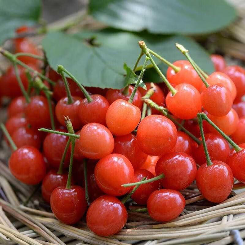 四川黄草小樱桃新鲜水果国产土樱桃2000g