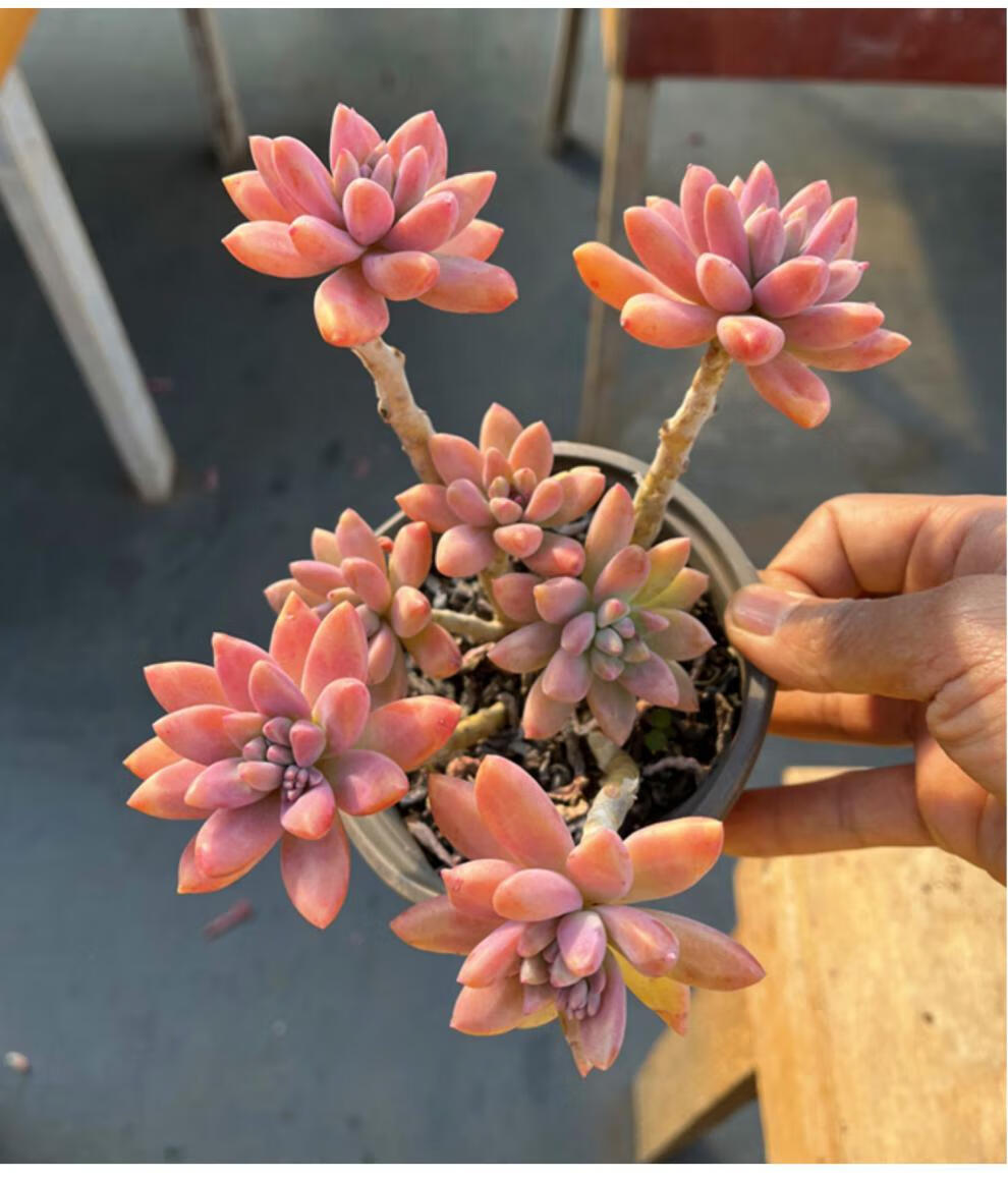 秋丽老桩云南精品露养多肉植物群生新手好养易繁殖耐寒造型盆栽盆径