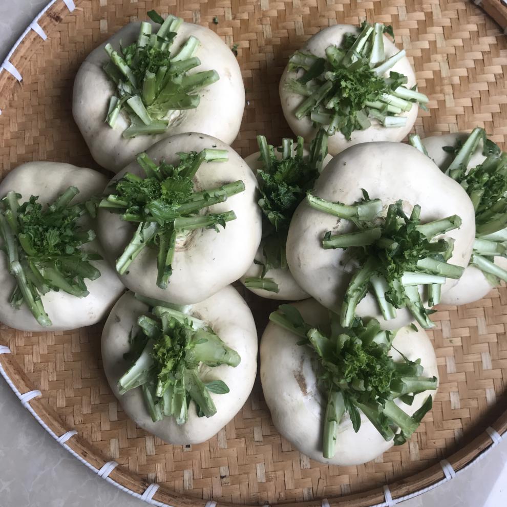 温州特产农家新鲜盘菜头 扁萝卜 盘菜5斤新鲜蔬菜 5斤