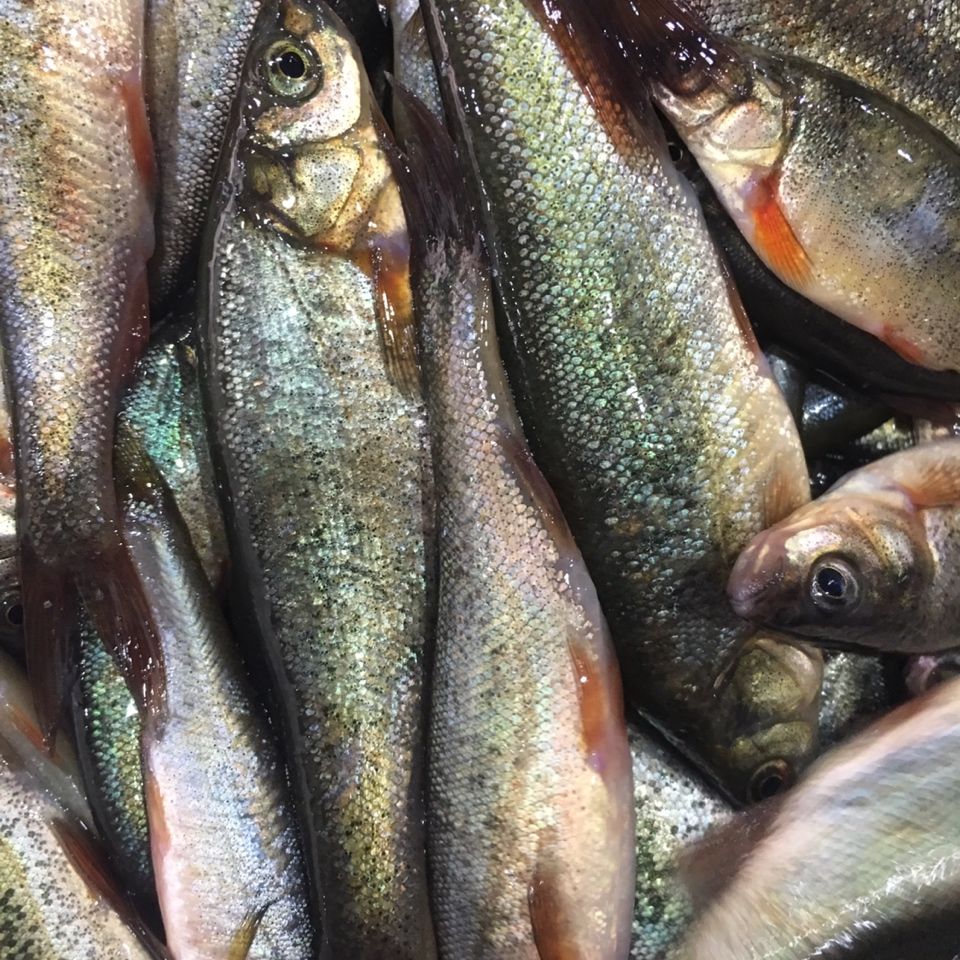 lism东北柳根鱼冷水柳根鱼松花江柳根鱼正宗东北鲜活柳根鱼10斤顺丰