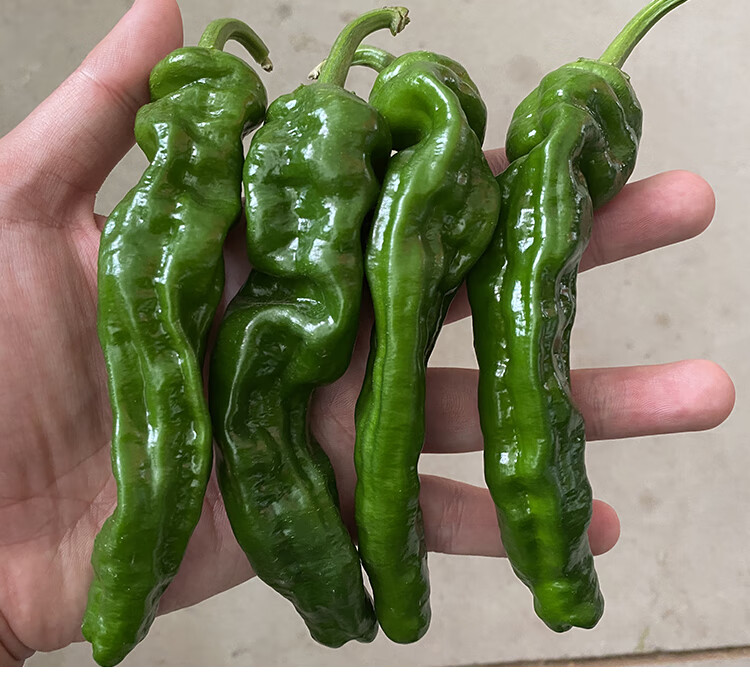 小皱皮薄皮辣椒种子长泡椒春季四季盆栽早熟高产辣椒种籽孑蔬菜苗 香