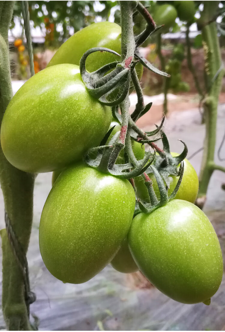 绿翡翠番茄种子超甜樱桃小番茄种籽孑圣女果苗春季四季盆栽阳台 超甜