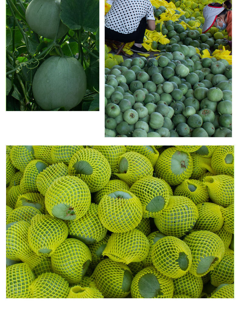 绿宝石甜瓜现摘现发山东蜜瓜脆瓜香瓜应季头茬新鲜