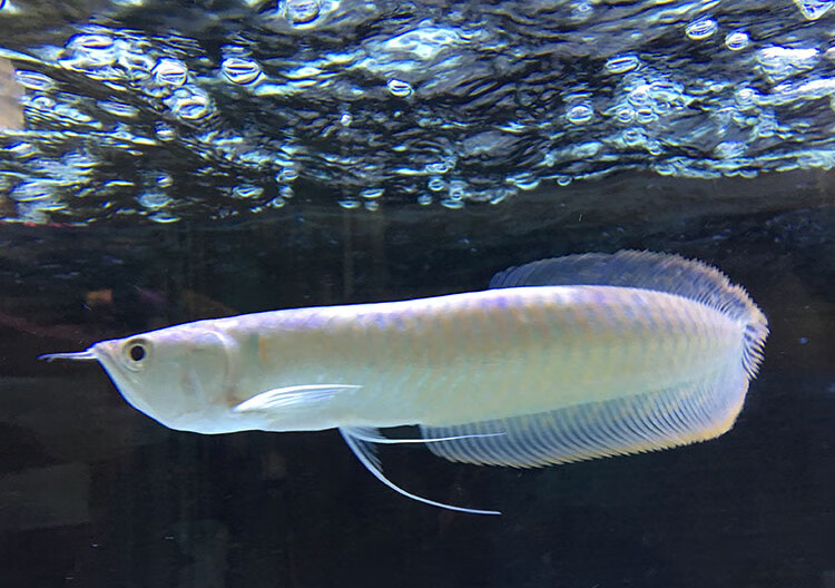 嘉瑰活体七彩银龙鱼黄化红眼白子银龙鱼苗大型热带龙鱼 银龙鱼58-60