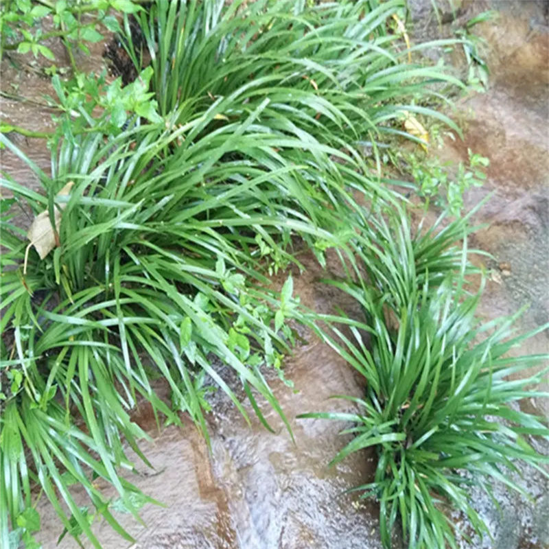 新鲜野生山赖香料植物大料苗五香草食用盆栽带根去腥味发货 500克【图