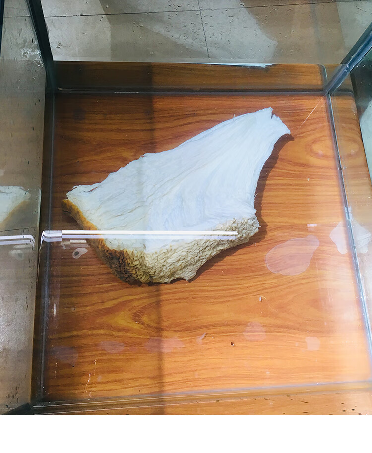 太岁肉灵芝整体带皮白肉土太岁活体泡水养生50g活太岁