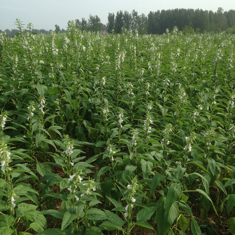赣香婆 熟黑芝麻即食 驻马店有机河南特产500克 产500克【图片 价格