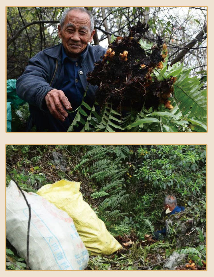 骨碎补浙江野生新鲜骨碎补500克中药材石岩姜候姜毛姜申姜 500克