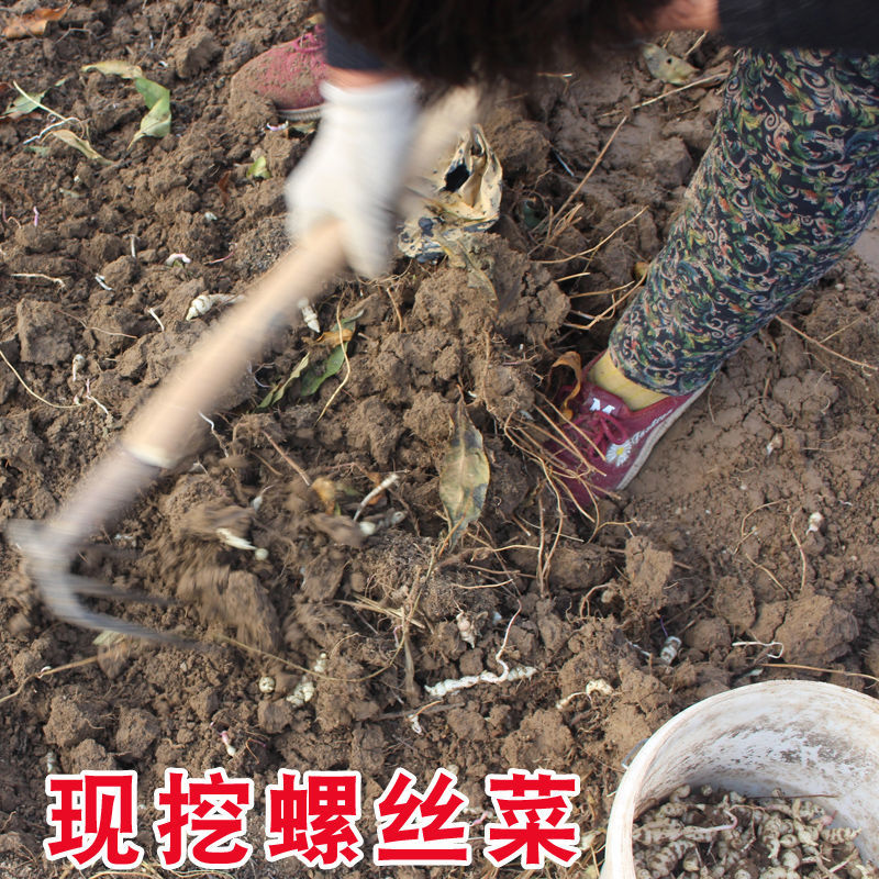 新鲜螺丝菜地环宝塔菜玉环甘露种子地溜葫芦农家应季蔬菜现挖现发净重