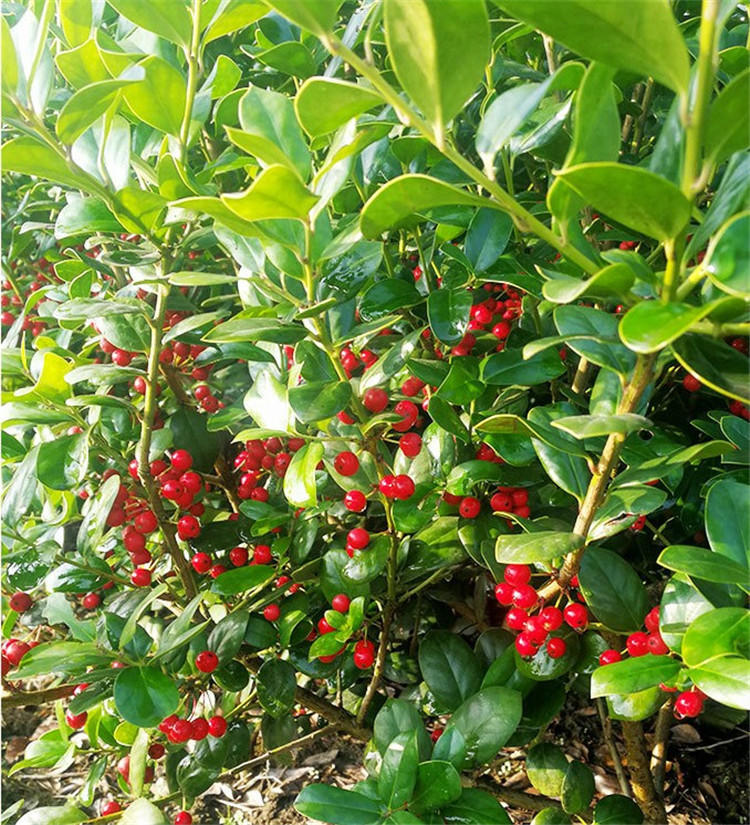 无刺枸骨树苗构骨球鸿运果树苗四季常青北方庭院花卉耐寒绿化苗木 无