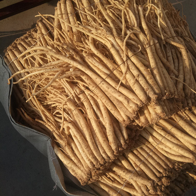 新鲜党参 现挖湿党参条 甘肃定西特产 煲汤当生 新鲜党参粗的500克