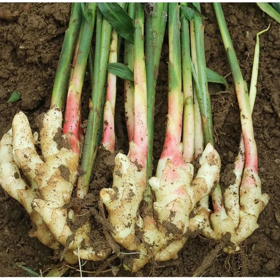 山东红芽姜嫩姜子姜仔姜鲜姜芽生姜醋泡姜农家现挖应季蔬菜批发 5 斤