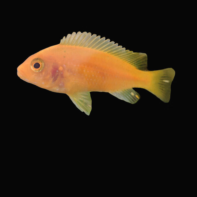 京选推荐热带观赏鱼宠物鱼三湖慈鲷活精品马鲷鱼活好养淡水热带鱼78