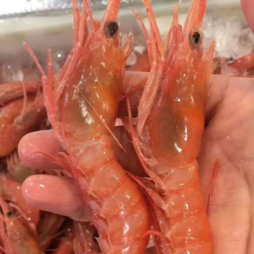 48小时发货特产新鲜红虾鲜活船冻大红虾可生吃大红虾3斤每斤约3540只