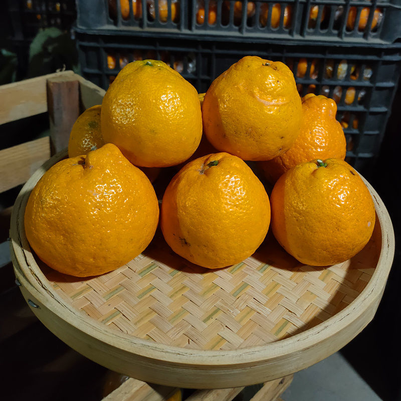 丽水温州瓯柑苦柑农家自种新鲜水果欧柑鸥柑应季水果精品中果净重5斤