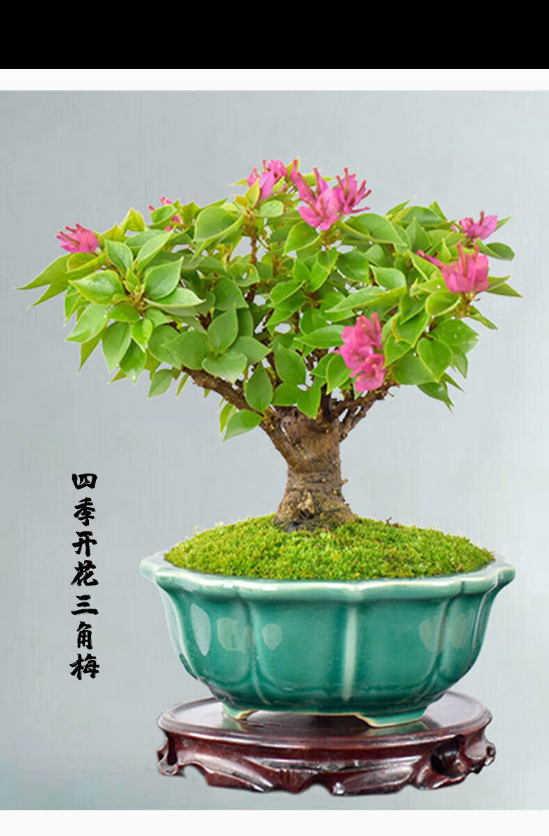 魔月 卉天下老桩矮霸三角梅盆景四季开花造型盆栽客厅阳台办公桌长青