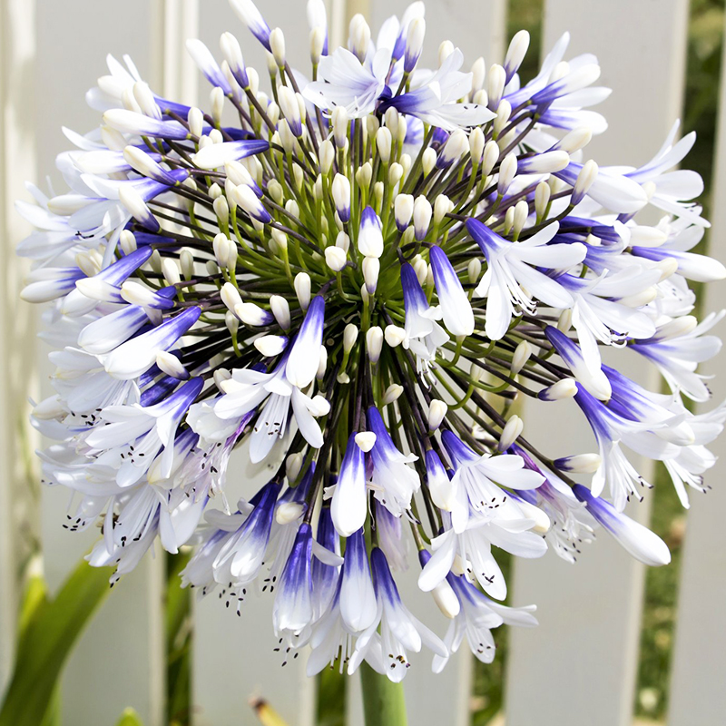 云仓百子莲盆栽宿根植物好养易活庭院阳台花园花卉大苗当年开花z2