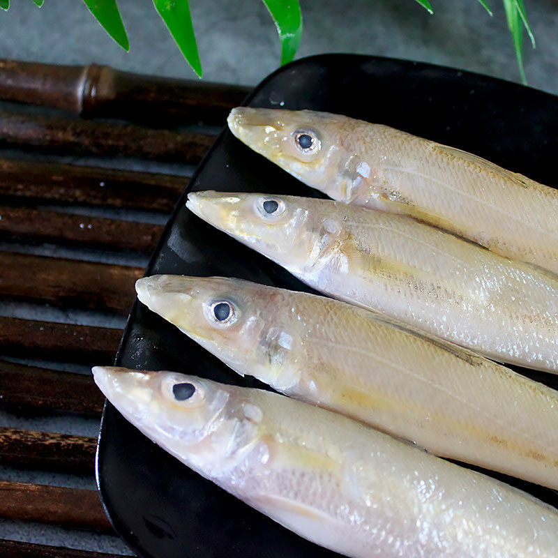 沙丁魚新鮮名凍貨批發青島深海魚鯊丁魚海捕沙尖魚沙梭魚大個3斤約45