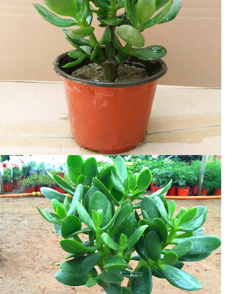 大叶玉树盆栽阳台室内绿植办公室花卉多肉植物燕子掌金枝玉叶盆4年苗