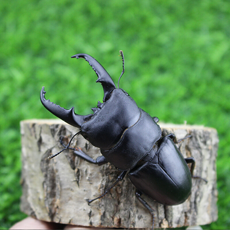 [京东推荐]中国大扁锹甲成虫大个体独角仙昆虫活蜘蛛蚂蚁巨型夹夹虫