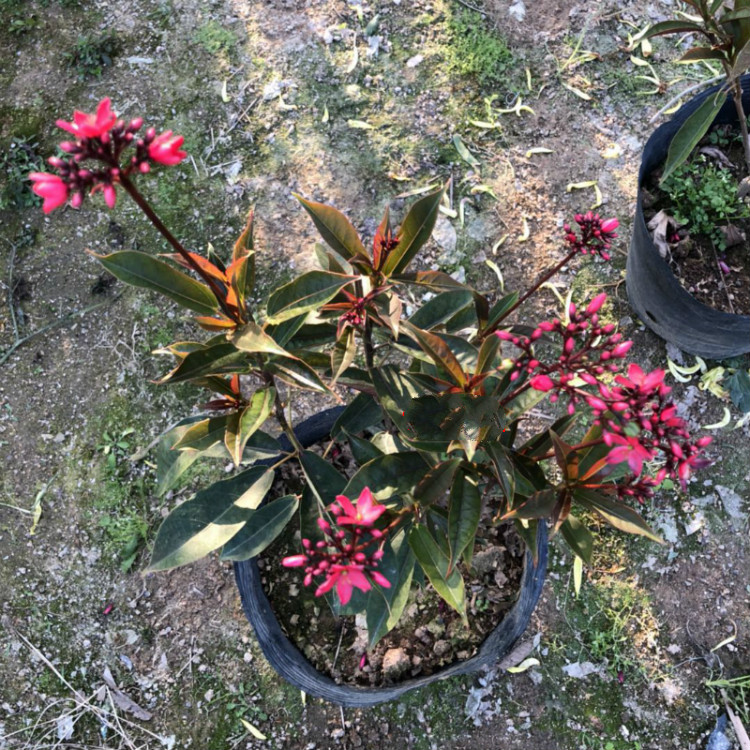 四季开花阳台花卉盆栽花苗日日樱琴叶樱南洋樱40cm多分枝不含盆