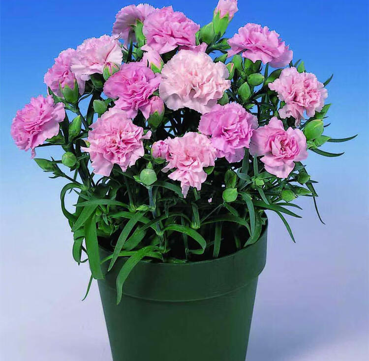 重瓣大花康乃馨种子阳台室内外盆栽花卉好养易活四季植物花种籽
